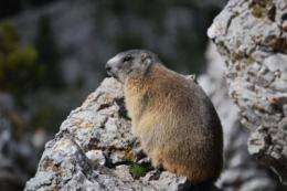 The alpine marmot spreads into the Catalan Pyrenees