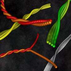 The assembly of protein strands into fibrils