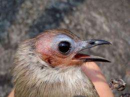 The "bald" Bulbul bird discovered in Laos' Savannakhet province