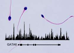 The epigenetic influence of the father