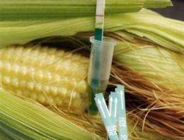 The EU has authorised two GM crops: maize for animal feed and a potato for paper-making