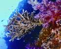 The evolutionary origins of coral sex