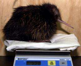The ground-dwelling kiwi, the avian symbol of New Zealand, is threatened by a host of introduced predators