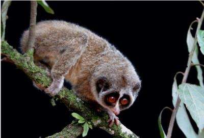 The Horton Plains slender loris has only been spotted four times since it was discovered in 1937