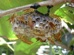 The making of a queen: Road to royalty begins early in paper wasps