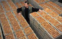 Theodor Meyer stands between packages of eggs on his chicken farm in Emstek