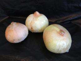 The onion, a natural alternative to artificial preservatives