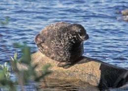 The population of Saimaa ringed seal grew by 10 individuals to around 270 in 2009, conservationists said