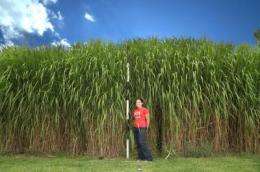 The pros and cons of Miscanthus -- uses more water, leaches less nitrogen