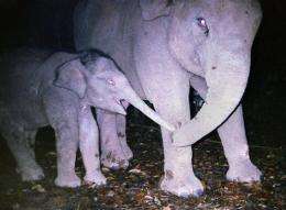There are up to 3,350 Sumatran elephants remaining in the wild, according to the environmental group WWF.