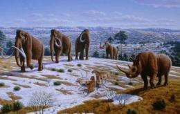 The reindeer and the mammoth already lived on the Iberian Peninsula 150,000 years ago