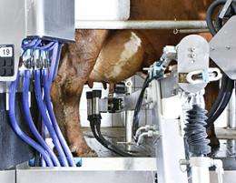 The revolution of dairy farming with automatic milking machines