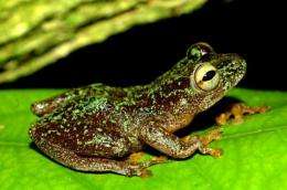 The three discoveries include thr Omaniundu reed frog