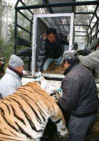 The tiger, an adult male, was captured after it wandered into the resort on the outskirts of the Chitwan national park