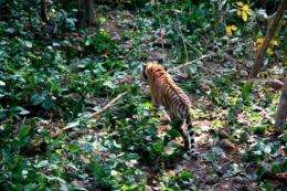 The tiger, named Namobuddha by park authorities, has been fitted with a special collar carrying a GPS tracking system