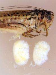 The tuberous bushcricket has testes that amount to 13.8 percent of its body mass