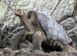 The winner of the science fair will receive a 10-day trip to the Galapagos Islands