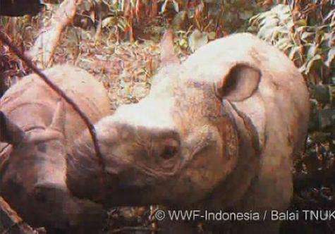 This handout photo released by WWF shows a video grab of a Javan rhino and a male calf on Java island, Indonesia