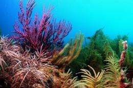 This undated University of Miami image shows Gorgonian Corals in the Dry Tortugas National Park