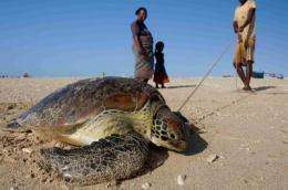 Thousands of turtles captured in Madagascar despite ban