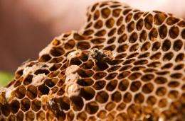 Three of Britain's 25 bumblebee species are now extinct