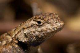 Tick population plummets in absence of lizard hosts