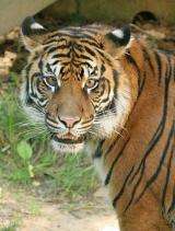 Tigers found at record altitude in boost for survival hopes