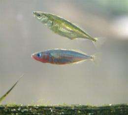 Tiny fish evolved to tolerate colder temperature in three years: study