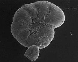 Tiny foraminifera shells can help assess recovery after oil spill