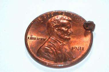 Tiny, new, pea-Sized frog is old world's smallest