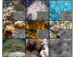 To be or not to be endangered? Listing of rare Hawaiian coral species called into question
