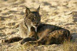 Toxoplasma gondii spreads in the habitat of the Iberian lynx
