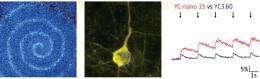 Tracking neuronal activity in the living brain