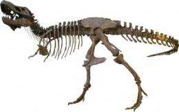 T. rex more hyena than lion