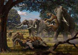 'Trophic cascades' of disruption may include loss of woolly mammoth, saber-toothed cat