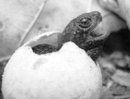 Turtle populations affected by climate, habitat loss and overexploitation