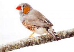 Tweet: Scientists decode songbird's genome
