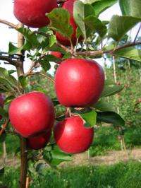 Two new apples released for state growers only
