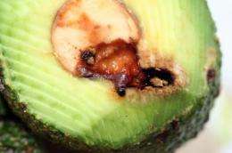UC Riverside entomologist helps manage invasion threats posed to California's avocados