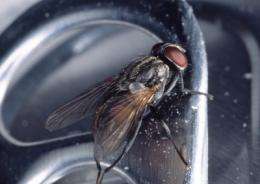 UF discovers house flies carrying five new illness-causing bacteria
