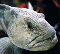 UiS develops global fish price index