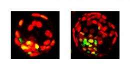 Unearthing King Tet: Key protein influences stem cell fate