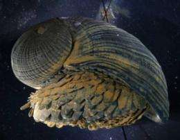 Unusual snail shell could be a model for better armor
