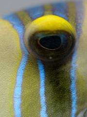 UQ research eyes off colourful reef fish