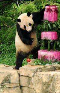 US-born Tai Shan will next week leave the National Zoo in Washington and head in grand style for a new life in China