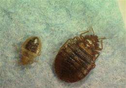 US grapples with bedbugs, misuse of pesticides (AP)