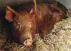 Vaccine to stop pig parasite could reduce human disease