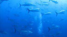 VIDEO: Bluefin tuna showdown pits industry against ecology. Duration: 01:51