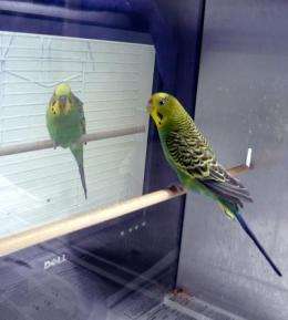 'Virtual mates' reveal role of romance in parrot calls