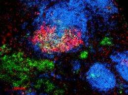 Virus-mimicking nanoparticles can stimulate long lasting immunity